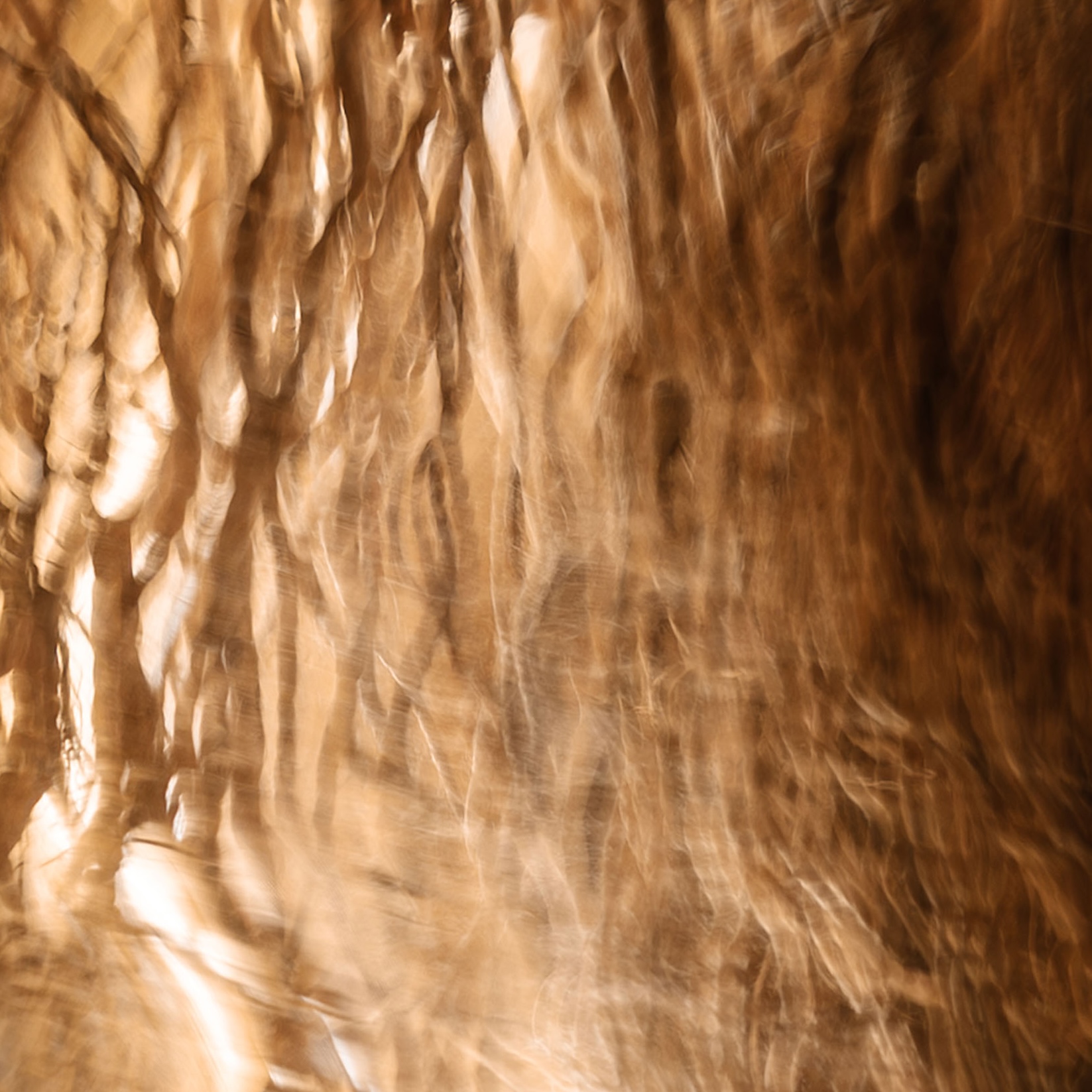 Tango Whakaahua | Photography