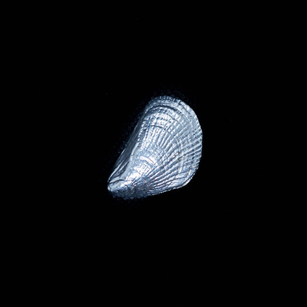 Shells - Image 4