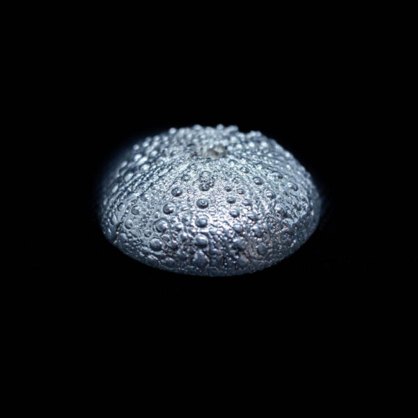 Shells