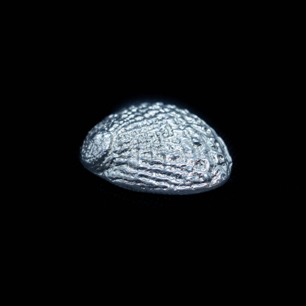 Shells - Image 5