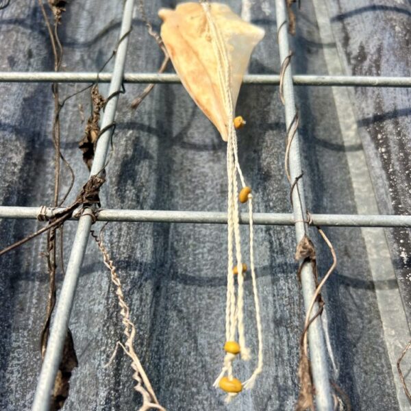 Whakakai Tāmure - Single Earring
